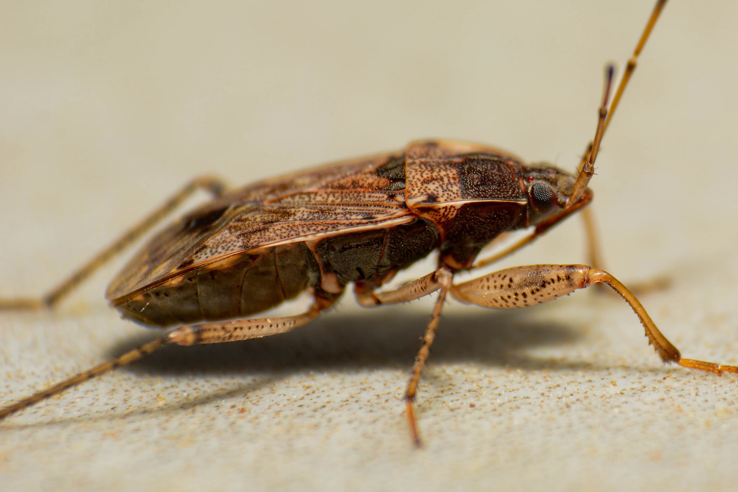 A close up of a bug on the ground