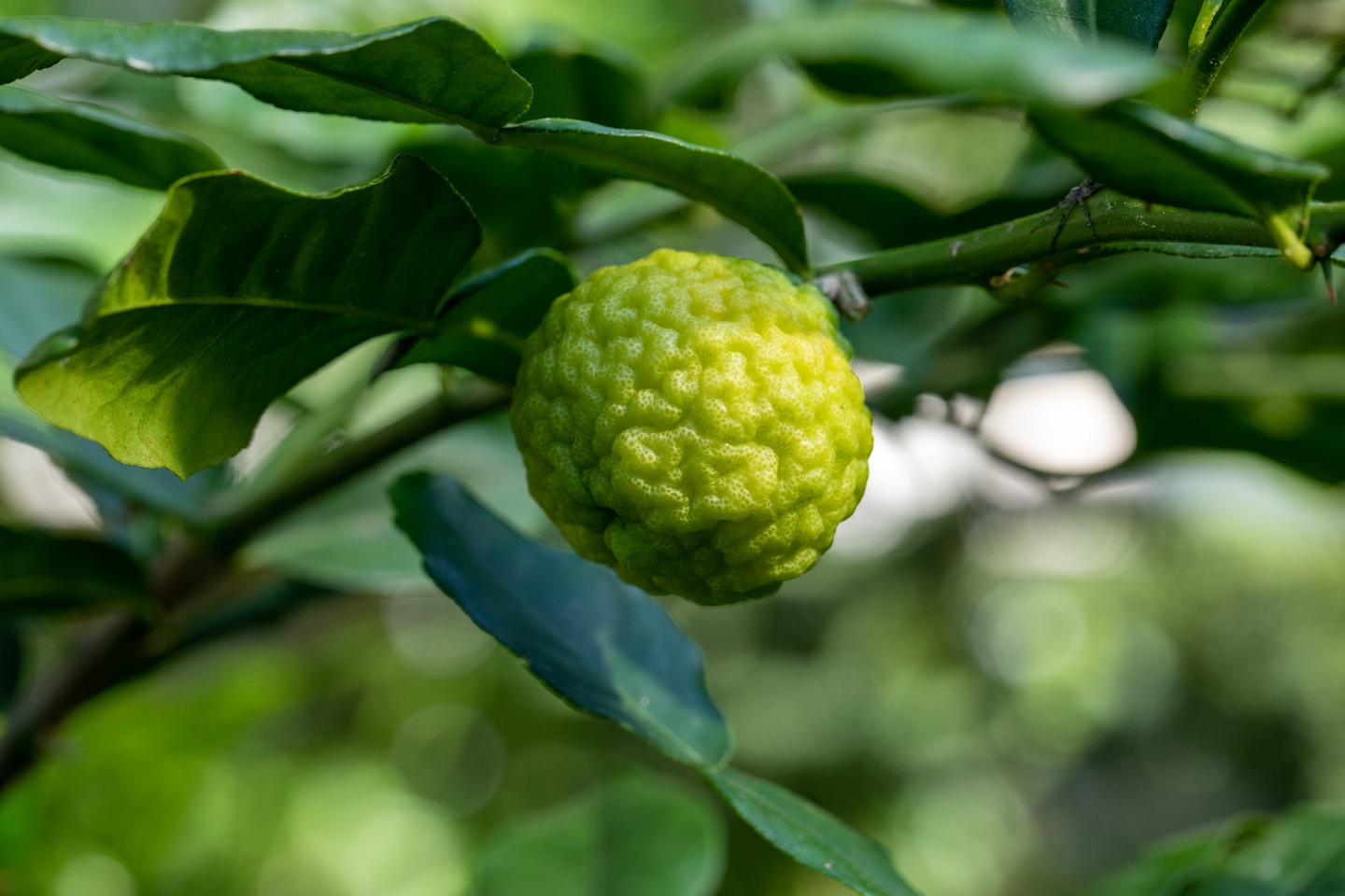 a close up of a green fruit on a tree
