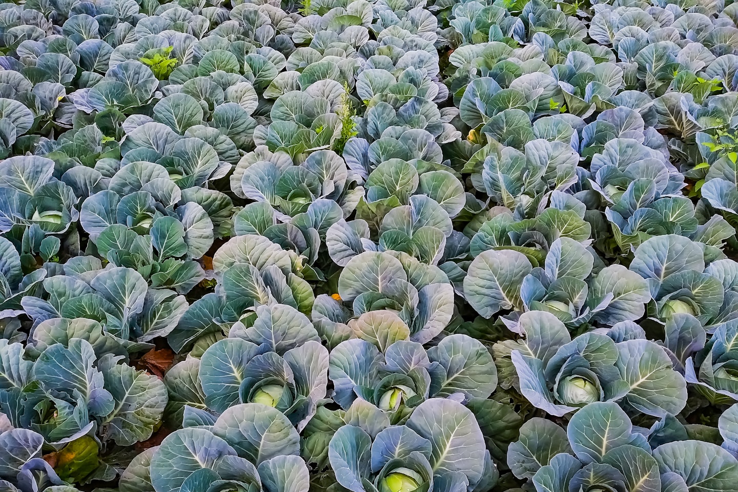 Cabbage, a cultivated plant eaten as a vegetable, having thick green or purple leaves surrounding a spherical heart or head of young leaves.