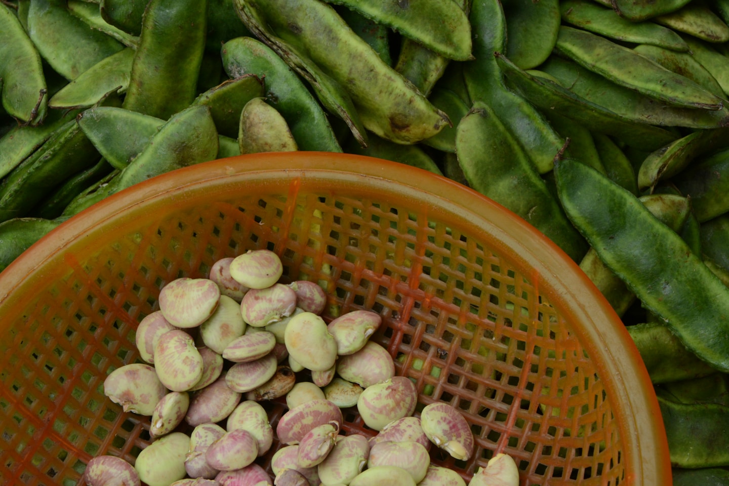 Shelled beans in a bowl on a pile of unshelled beans