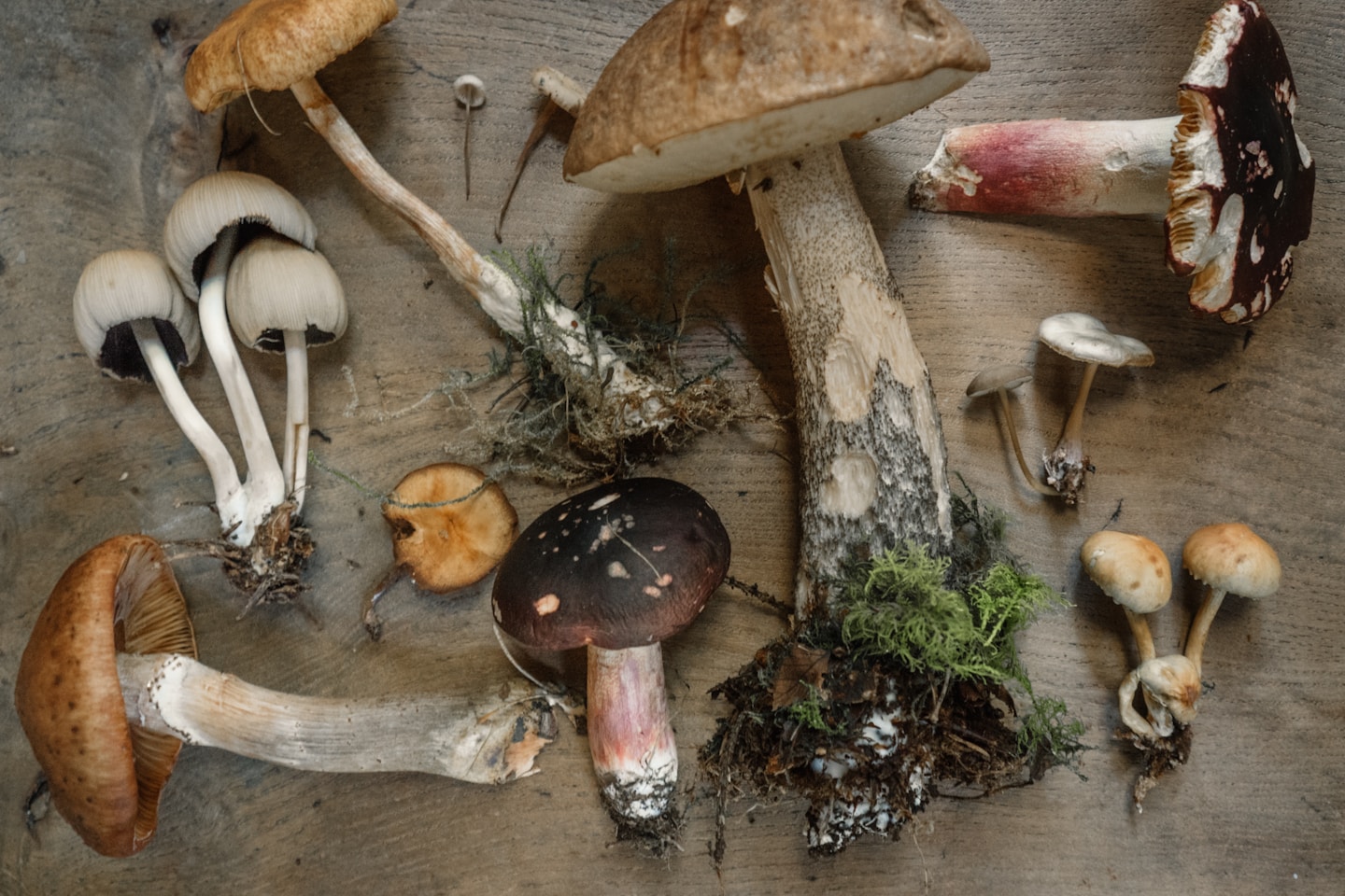 flat lay photography of mushrooms