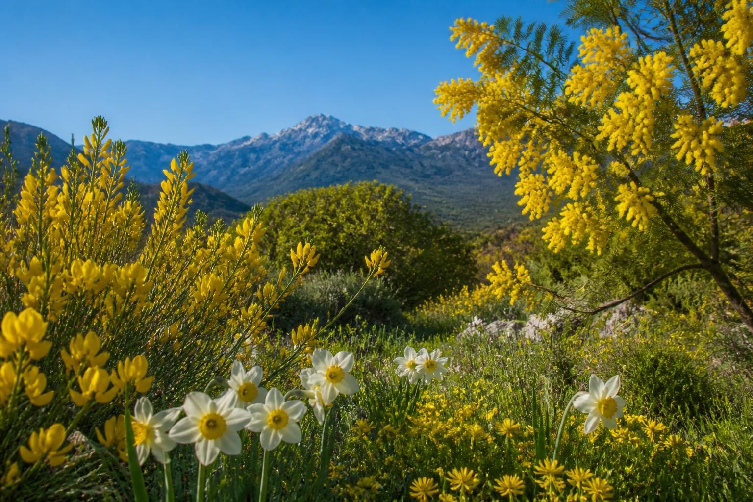 découvrez les fleurs jaunes à observer en corse au printemps et leurs significations symboliques uniques dans cette belle région.
