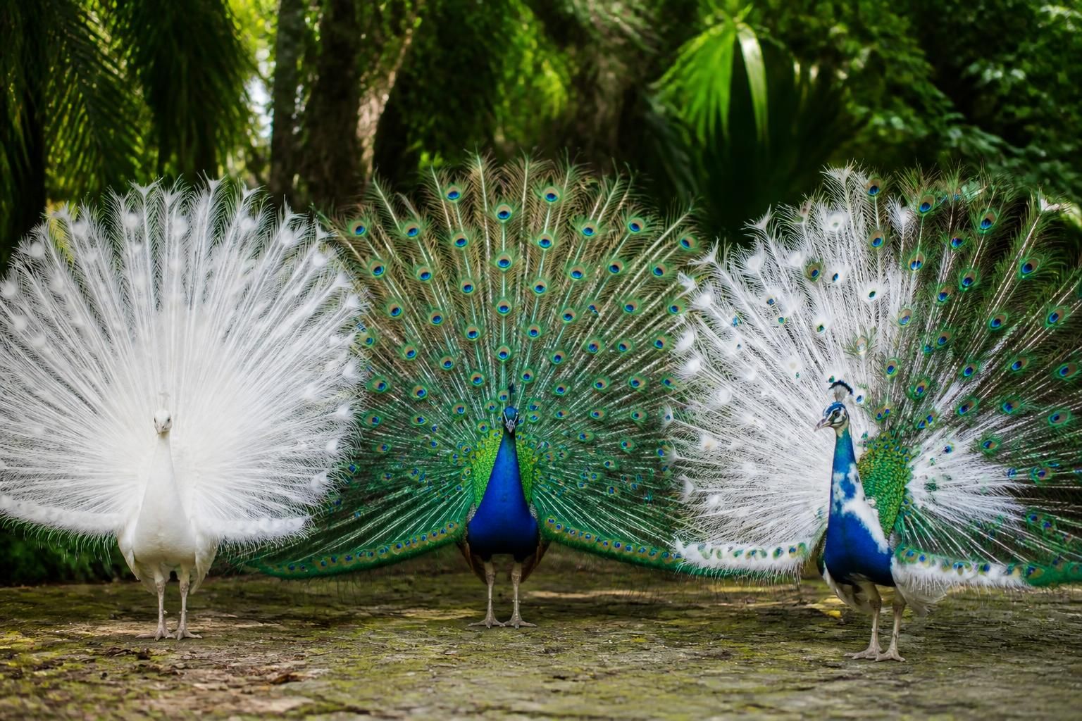 découvrez les caractéristiques des paons blancs et bleus, leurs différences fascinantes, ainsi que des informations captivantes sur ces magnifiques oiseaux colorés.