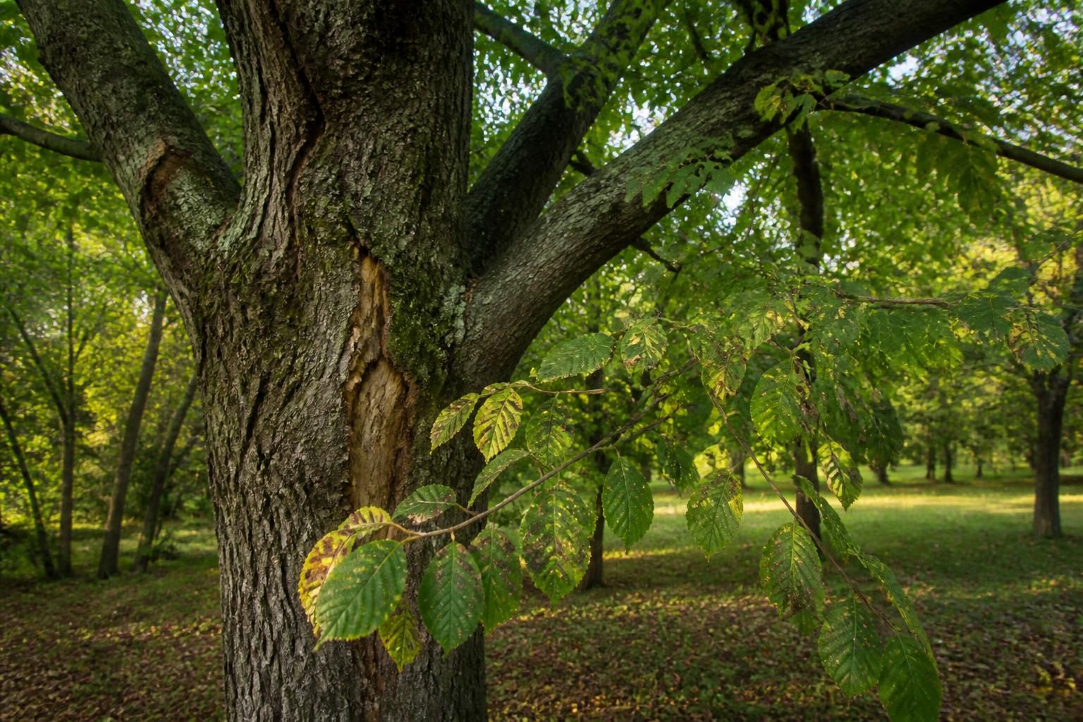 découvrez comment identifier l'orme, ses caractéristiques principales et les maladies courantes qui l'affectent pour mieux protéger cet arbre majestueux.